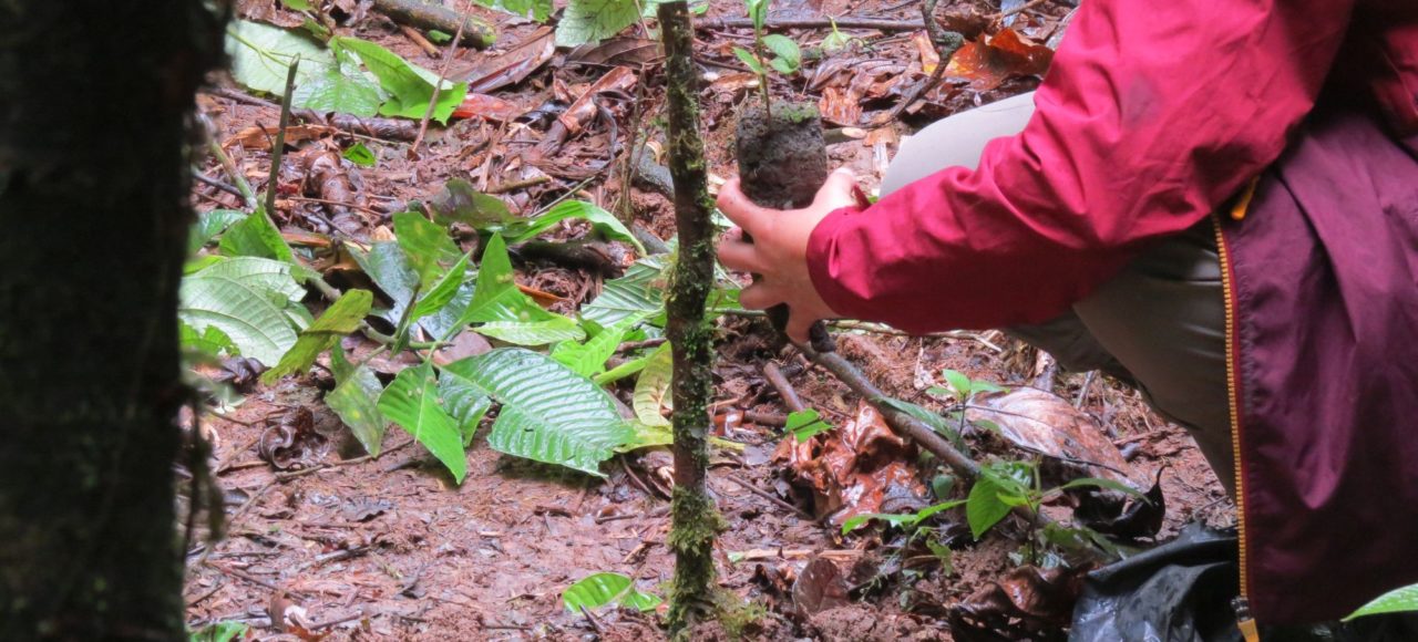 Pflanze deinen eigenen Baum im Manú-Nationalpark